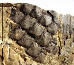 Lepidophloios laricinus Sternberg, 1826