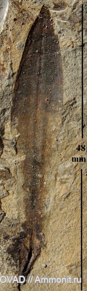 Lycopsida, cormophyta, lepidostrobophyllum lanceolatum