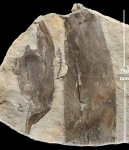 Cordaitales + Sphenophyllum sp.