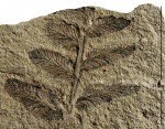 Neuropteris obliqua Brongn.