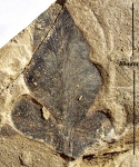 Neuropteris flexuosa Sternb.