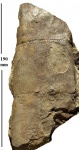 Calamites Cistii Brongn.