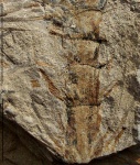 Calamites sp.