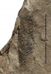 Sigillariostrobus sp.