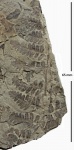 Asterotheca sp.