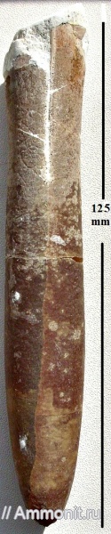 cephalopoda, mollusca, Belemnitidae, Belemnella kursensis
