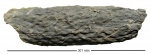 Stigmaria ficoides Sternb.