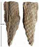 Cordaicladus