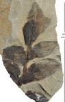 Odontopteris Kryshtovichii Nov.