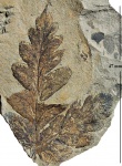 Mariopteris muricata (Schloth.) Zeill.