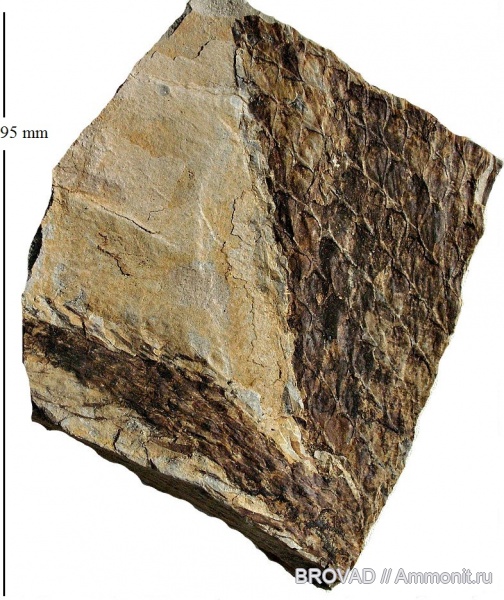 Lepidodendron aculeatum, Lycopsida, cormophyta, lepidodendrales