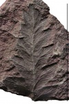 Mariopteris nervosa (Brongn.) Zeill.
