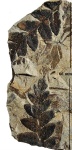 Mariopteris muricata (Schloth.) Zeill.