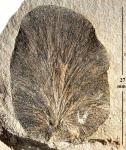 Odontopteris sp.