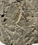 Odontopteris aiutensis Zales. et Tschirk.