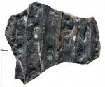 Sigillaria (Eusigillaria) sp. (ex gr. Rhytidolepis)