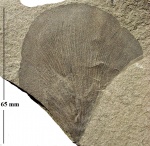 Cyclopteris sp.