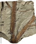 Lepidodendron rimosum Sternb.