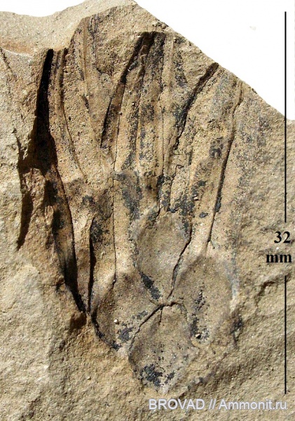 Ulodendron, Lycopsida, cormophyta, lepidodendrales