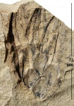 Ulodendron sp.
