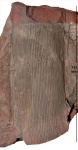 Calamites carinatus Sternb.