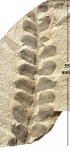 Neuropteris obliqua Brongn.