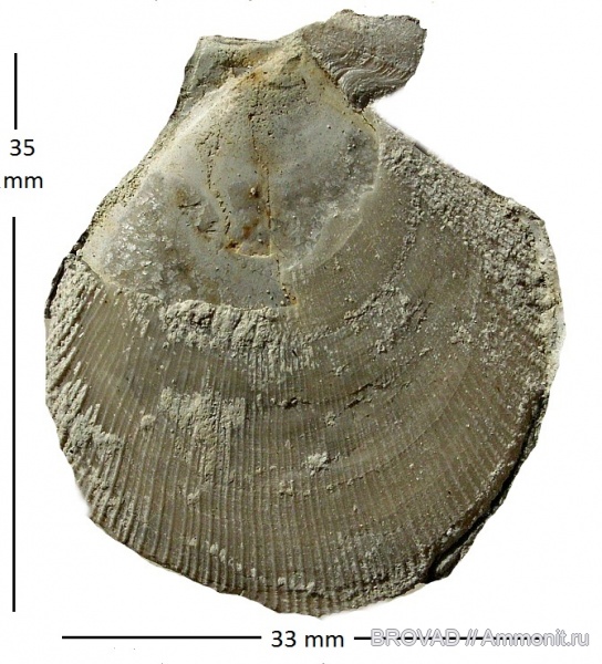 bivalvia, mollusca, Chlamys cretosa