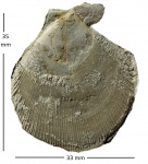 Chlamys cretosa (Defranee,1822)
