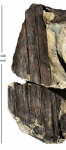 Sigillaria (Eusigillaria) Boblayi Brongn.