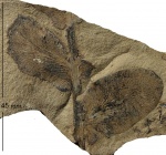 Odontopteris aiutensis Zales. et Tschirk.