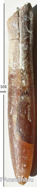 cephalopoda, mollusca, Belemnitidae, Belemnitella mucronata mucronata