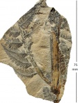 Asterotheca Miltonii (Artis) Zeill.
