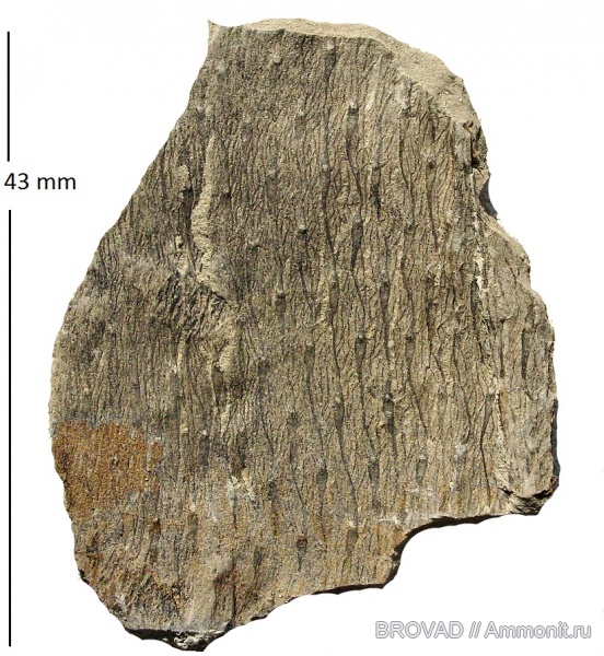 Lycopsida, cormophyta, lepidodendron rimosum