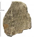 Lepidodendron rimosum Sternb.