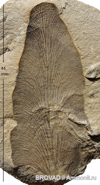 Pteridospermae, Gymnospermae, cormophyta, Odontopteris aiutensis