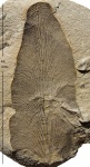 Odontopteris aiutensis Zales. et Tschirk.
