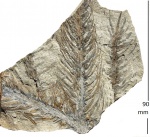 Lepidodendron aculeatum Sternb.