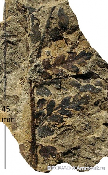 Mariopteris muricata, Pteridospermae, Gymnospermae, cormophyta