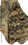 Mariopteris muricata (Schloth.) Zeill.
