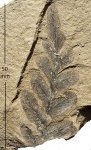 Neuropteris tenuifolia (Schloth.) Brongn.