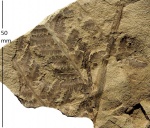 Asterotheca Miltonii (Artis) Zeill.