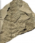 Asterophyllites equisetiformis (Schloth.) Brongn.