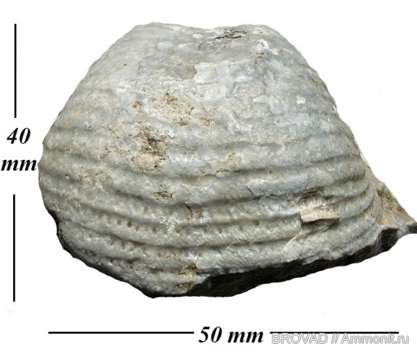 brachiopoda, Productida, Articulata