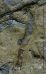 Ascopora sp.