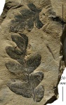 Mariopteris nervosa (Brongn.) Zeill.