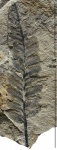 Neuropteris obliqua Brongn.