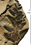Neuropteris tenuifolia (Schloth.) Brongn.