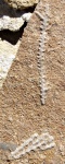 Bryozoa