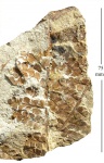 Palmatopteris spiniformis (Kidst.)