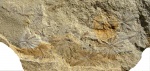 Annularia radiata Brongn.